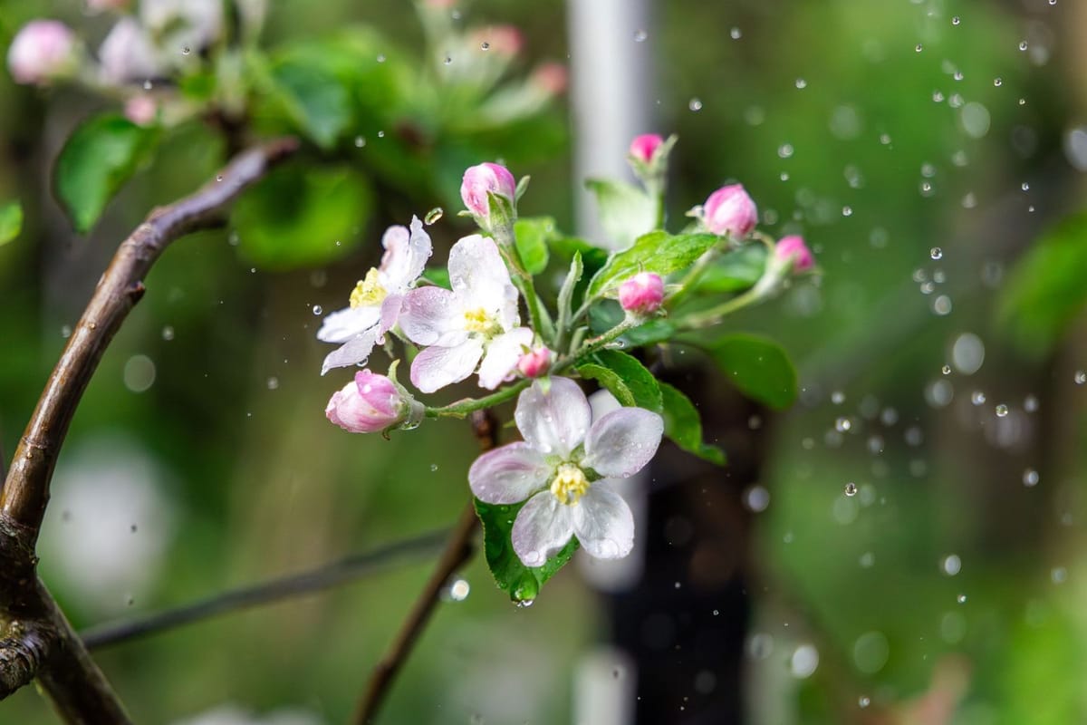 Apple blossom — photographed at Springwood, Blue Mountains
