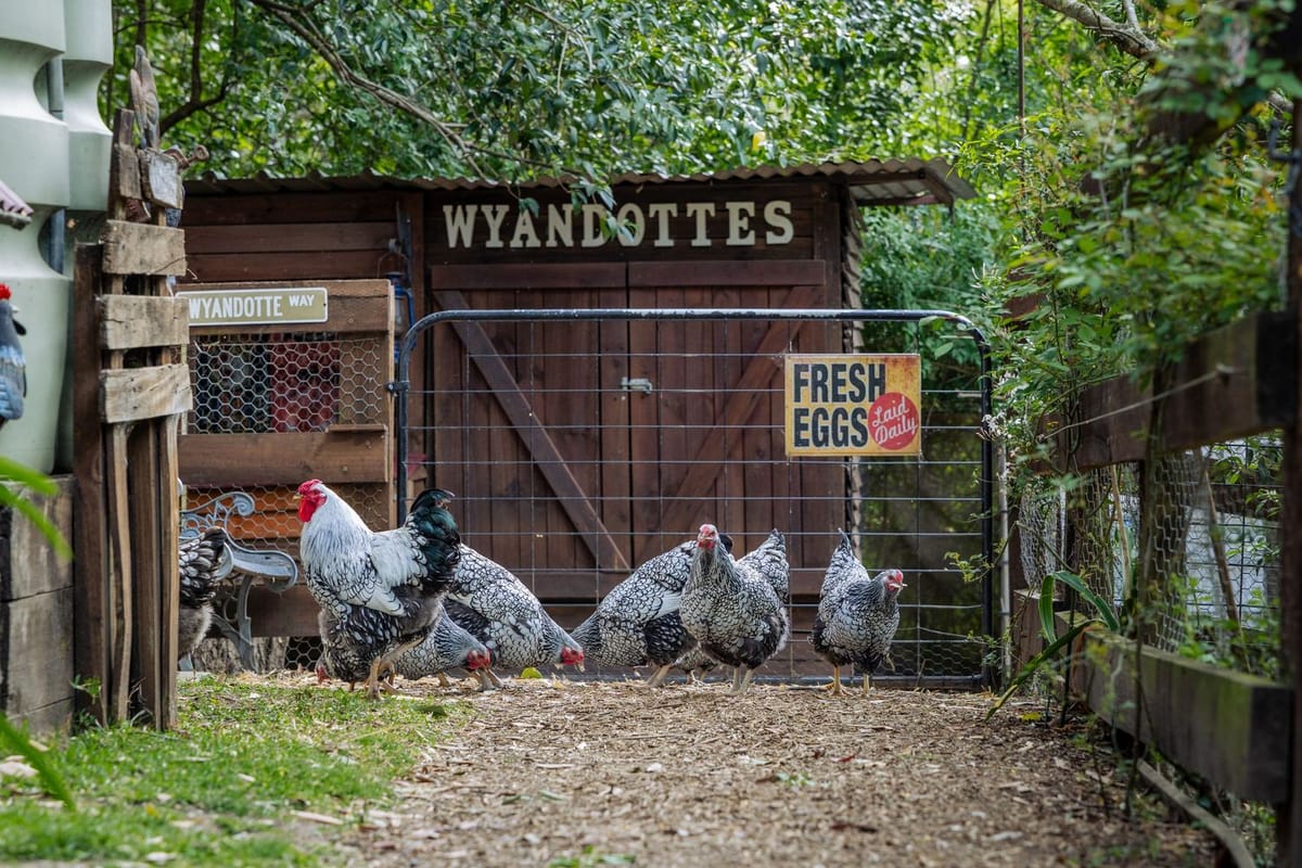Chicken coop wyandotte — photographed at Springwood, Blue Mountains
