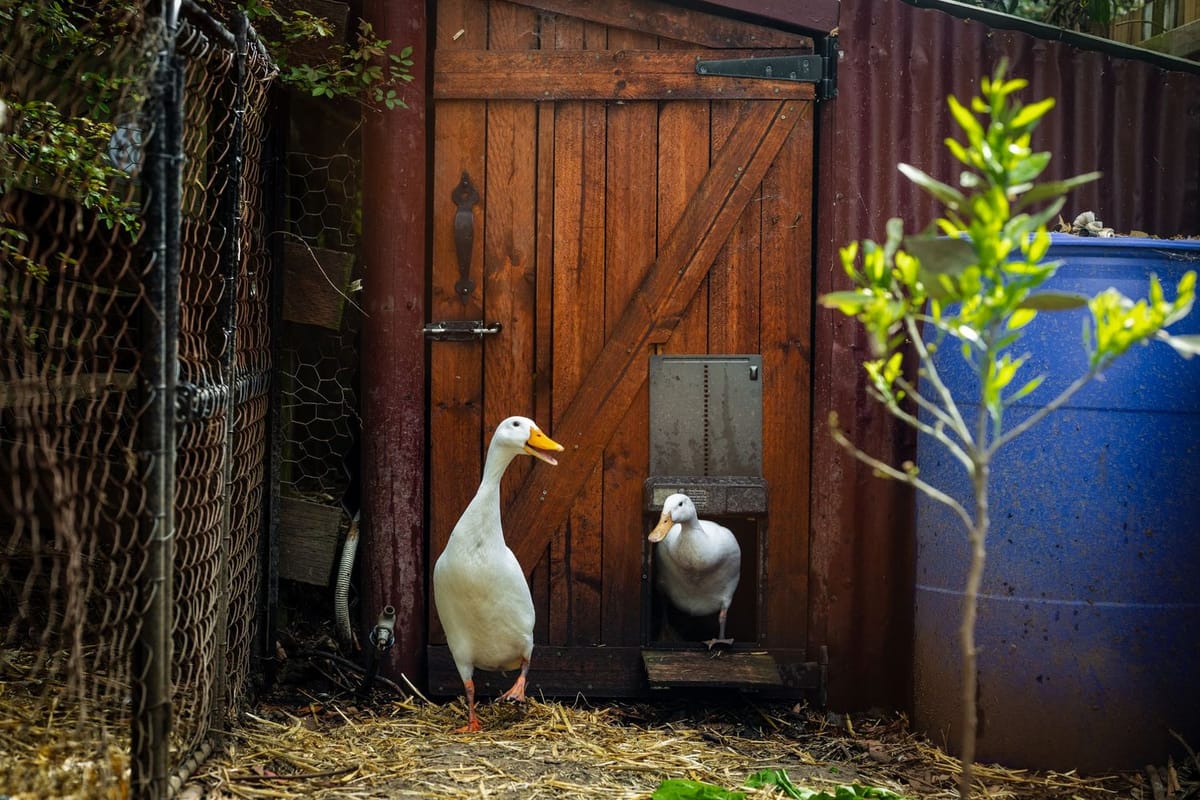 Garden fence — photographed at Springwood, Blue Mountains