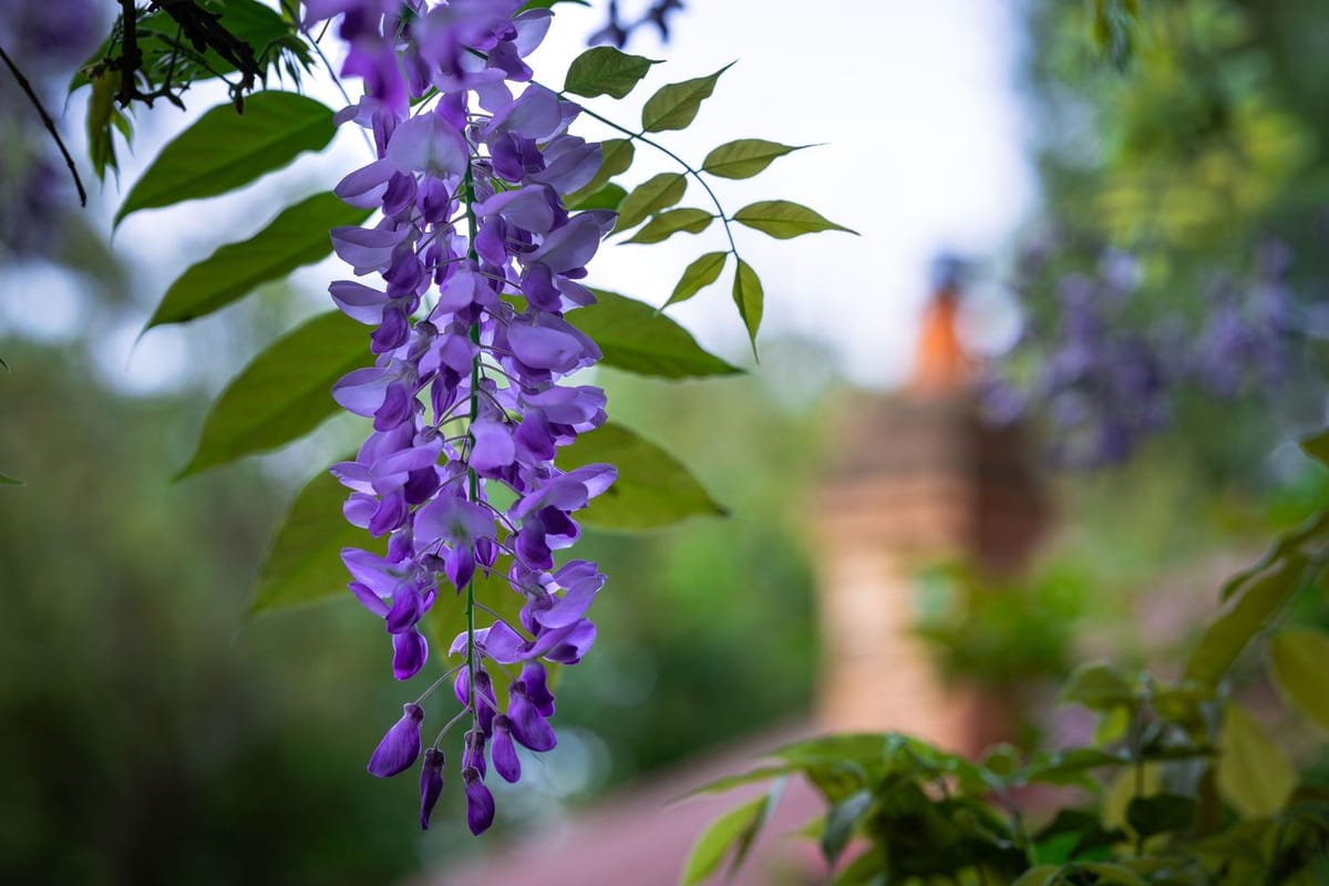 Wisteria in bloom over a backyard in the Blue Mountains